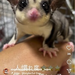 ♂♀【リングテールモザイク】オス５ヶ月、メス８ヶ月　各￥20.000円