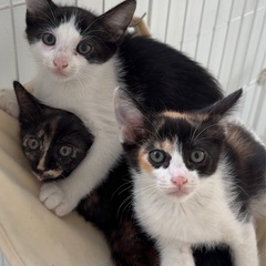 仲良し3兄妹の里親さん募集 🐈‍⬛🐾