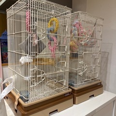 フクロウモモンガ・ゲージプレゼント