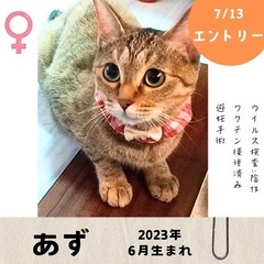 明日！7／13(日)10:30〜保護猫の譲渡会【大刀洗ドリームセ...