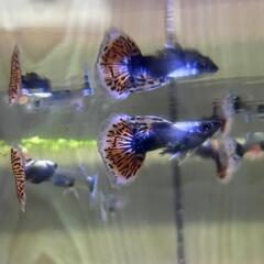 プラチナ モザイク ダンボ グッピー 水槽の画像