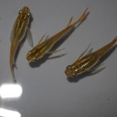 メダカ　黄金リアルロングフィン稚魚（１位㎝）10匹の画像