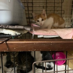 保護した猫ちゃん達、育ててくださるパパ、ママさん
