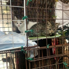 保護した猫ちゃん達、育ててくださるパパ、ママさん − 千葉県