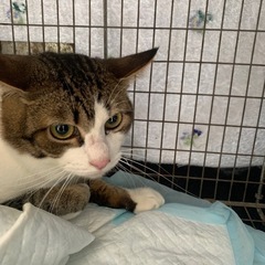 保護した猫ちゃん達、育ててくださるパパ、ママさん - 里親募集