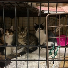 保護した猫ちゃん達、育ててくださるパパ、ママさん - 我孫子市