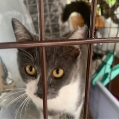 保護した猫ちゃん達、育ててくださるパパ、ママさん - 猫