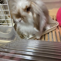 アメリカンファジーラビット　7ヶ月