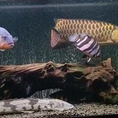90cm水槽　中の熱帯魚も激安にて！検　ダトニオ　ポリプテルス　アロワナ　キクラ　リアルバンド（1200　1500 水槽向け）の画像