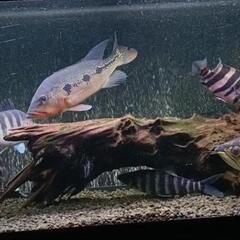 90cm水槽　中の熱帯魚も激安にて！検　ダトニオ　ポリプテルス　アロワナ　キクラ　リアルバンド（1200　1500 水槽向け）の画像