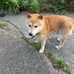 可愛い柴犬９歳お譲りします。（千葉県匝瑳市）