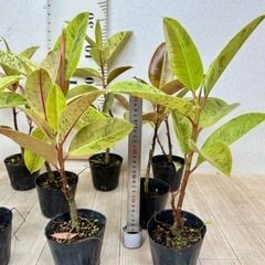 【植物】斑入りフィカス ジンの画像