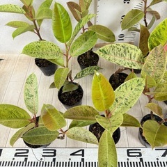 【植物】斑入りフィカス ジンの画像