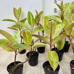 【植物】斑入りフィカス ジンの画像