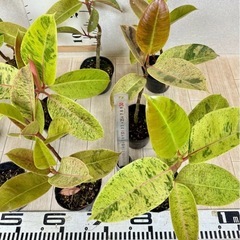 【植物】斑入りフィカス ジンの画像