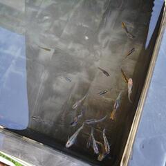 雑種メダカの画像