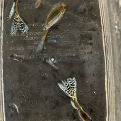残り1トリオ❗️ホワイトコブラグッピー
の画像