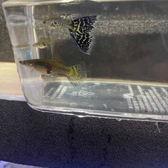 残り1トリオ❗️ホワイトコブラグッピー
の画像