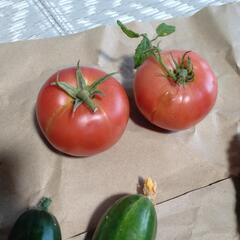 【格安】色々な野菜の画像
