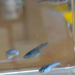 墨武メダカ若魚15匹！800の画像