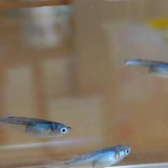 墨武メダカ若魚15匹！800の画像