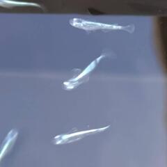 墨武メダカ若魚15匹！800の画像