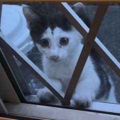 白黒子猫🐾