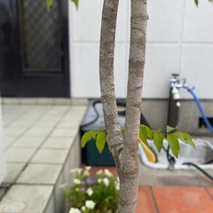 アオダモの画像
