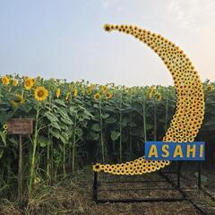 ひまわり畑🌻開放致しました✴️