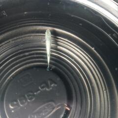 7/12メダカ販売。の画像