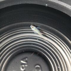 7/12メダカ販売。の画像