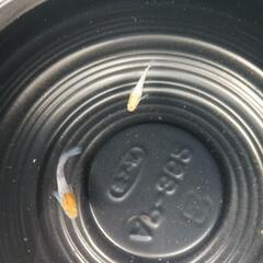 7/12メダカ販売。の画像