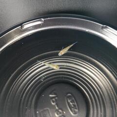 7/12メダカ販売。の画像