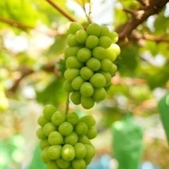 9/13ぶどう狩り🍇とランチ