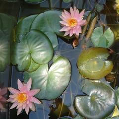 睡蓮、ビオトープ、メダカ、水草の画像