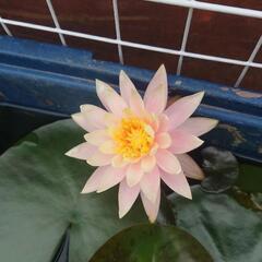 睡蓮、ビオトープ、メダカ、水草の画像