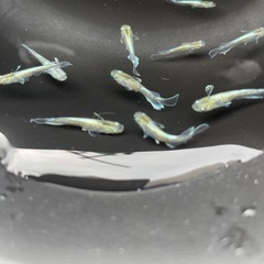 エメキンメダカ若魚の画像