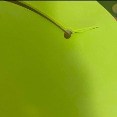 Aprica ベビーバスチェアの画像