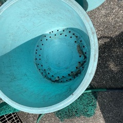 桶　　　オケ　　　おけ差し上げます
の画像