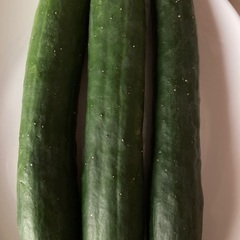 7時50分収穫‼︎採れたて新鮮‼︎ヘタなしミニトマト45個の画像