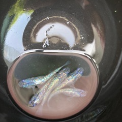 サファイアメダカ　若魚　５匹　#3の画像
