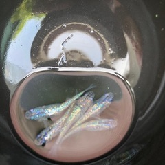 サファイアメダカ　若魚　５匹　#3の画像