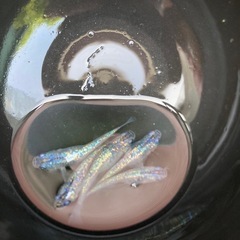 サファイアメダカ　若魚　５匹　#3の画像