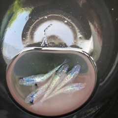 サファイアメダカ　若魚　５匹　#3の画像