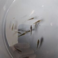 メダカ　【フロマージュ】　若魚　10匹    1500円の画像