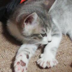 😺優しい方に飼って欲しいです😺