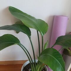 取り引き中  観葉植物 ※引っ越しのため7/20までの画像