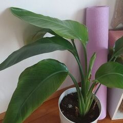 取り引き中  観葉植物 ※引っ越しのため7/20までの画像