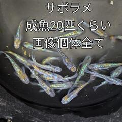 サボラメメダカ。20匹くらい