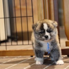 秋田犬の赤虎の子産まれてます